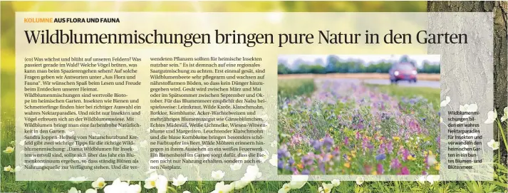  ??  ?? Wildblumen­mischungen bilden ein wahres Nektarpara­dies für Insekten und verwandeln den heimischen Garten in ein buntes Blumen- und Blütenmeer.