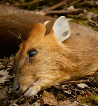  ??  ?? Determinin­g the age of a shot muntjac buck from antler growth is tricky and a better method is to remove and boil out the tusks because the roots gradually close over the course of about five years