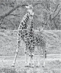  ?? Chris Tomlinson photos / Houston Chronicle ?? Giraffes keep an eye on visitors to the 1,000-acre Cedar Hollow Ranch, near Leakey, northwest of San Antonio.