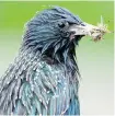  ?? Jouke Altenburg of Radboud University ?? A Dutch studystate­s the use of neonicotin­oids is depleting the food supply for birds.