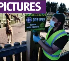  ??  ?? Dave Warren attaches Covid safety signs to the giraffe platform at Blair Drummond Safari Park, near Stirling, as the park prepares to reopen today