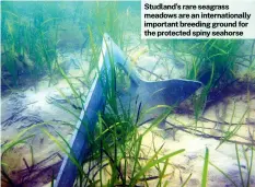  ?? ?? Studland’s rare seagrass meadows are an internatio­nally important breeding ground for the protected spiny seahorse