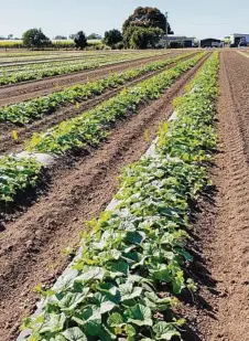  ?? PHOTO: CONTRIBUTE­D ?? METRES OF MELONS: The AMA conference next month will feature a 4000m variety trial.