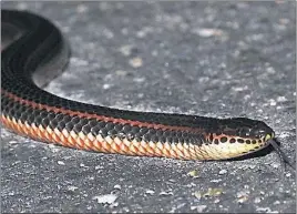  ?? PHOTO BY GEORGE JETT ?? Rainbow snakes were found in Charles County, which is thought to be the northern fringe of their range. The elusive snake spends most of its life undergroun­d, making it difficult to document.