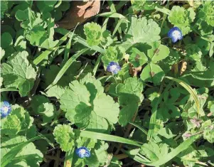  ?? | PHOTO :© CHRISTEL TRINQUIER ?? En s’installant au jardin sans y avoir été conviées, certaines plantes – ici la véronique – savent si bien se faire « pardonner ».