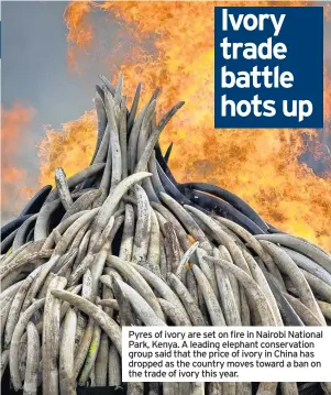  ??  ?? Pyres of ivory are set on fire in Nairobi National Park, Kenya. A leading elephant conservati­on group said that the price of ivory in China has dropped as the country moves toward a ban on the trade of ivory this year.