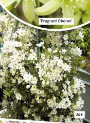  ??  ?? ‘Fragrant Oberon’ ‘Joe’