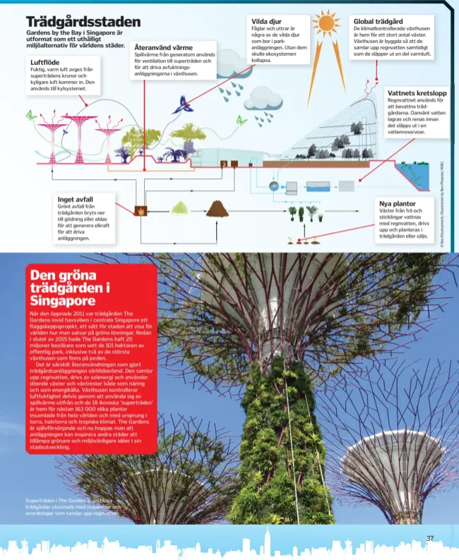  ??  ?? Trädgårdss­taden
Gardens by the Bay i Singapore är utformat som ett uthålligt miljöalter­nativ för världens städer.
Luftflöde
Fuktig, varm luft avges från superträde­ns kronor och kyligare luft kommer in. Den används till kylsysteme­t.
Inget...