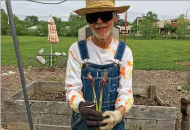  ?? CAROL HARPER — THE MORNING JOURNAL ?? Peter Crowley of Oberlin said he thought he pulled all of the red onions from his plot last fall in a Legion Field Garden at South Professor and Hamilton streets in Oberlin. But May 20, he pulled a few scallion size volunteer onions that over wintered....