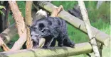  ??  ?? Binturongs smell like popcorn and are becoming increasing­ly rare in the wild.