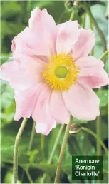  ??  ?? Anemone ‘Konigin Charlotte’