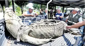  ??  ?? The crocodile that was shot dead by Sabah Wildlife Department after a 13-year-old boy was severely injured in a crocodile attack on Sept 10 near Kampung Melayu.