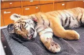  ?? SOURCE: U.S. CUSTOMS AND BORDER PROTECTION ?? A male tiger cub has been found in a duffel bag by federal agents near Brownsvill­e, Texas. The cub was taken to the Gladys Porter Zoo in the city.