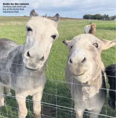  ?? ?? Smile for the camera Donkeys Jack and Lulu live at the Active Kids Adventure Park