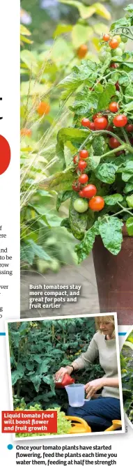  ??  ?? Bush tomatoes stay more compact, and great for pots and fruit earlier Liquid tomato feed will boost flower and fruit growth