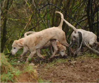  ?? ?? The best hounds are those with their noses always to the ground, hounds that never give up