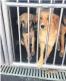  ??  ?? So sad The picture of Ginny (right) stuck on death row