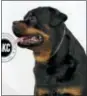  ?? AP PHOTO/RICHARD DREW, FILE ?? Talos, a Rottweiler, poses for photos as the American Kennel Club’s breed rankings are announced in New York.