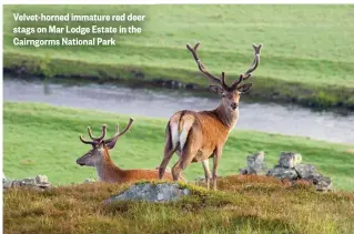  ??  ?? Velvet-horned immature red deer stags on Mar Lodge Estate in the Cairngorms National Park