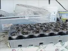  ??  ?? Systems for growing include trays for flats that can be filled with water.