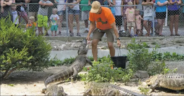  ?? Submitted photo ?? FEEDING TIME: The Bridges brothers feed the alligators from May 1 to the end of October.