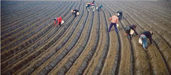  ?? AFP PIC ?? Farm workers planting seeds in a field on the outskirts of Jalandhar in India. With the world population fast approachin­g the nine billion mark, there is growing concern the globe will be running short of suitable arable land.