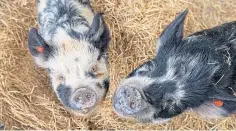  ?? ?? Kunekune pigs Del Boy and Rodney greet visitors.