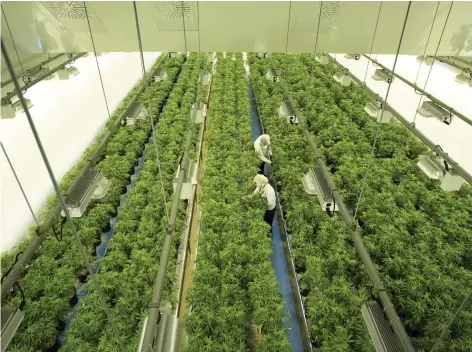  ?? SEAN KILPATRICK/THE CANADIAN PRESS/FILE ?? Staff work in a marijuana grow room at Canopy Growth’s Tweed facility in Smiths Falls, Ont. The company says it’s optimistic its investment­s in research and product developmen­t will continue to pay off in a big way.