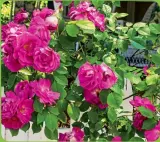  ??  ?? Admire the vibrant flowers like these pink roses found in Nantucket’s gardens and landscapin­g