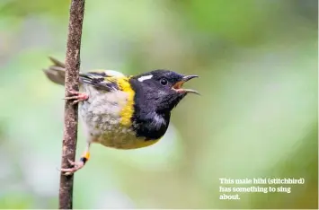  ??  ?? This male hihi (stitchbird) has something to sing about.