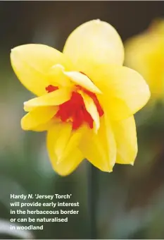  ??  ?? Hardy N. ‘Jersey Torch’ will provide early interest in the herbaceous border or can be naturalise­d in woodland