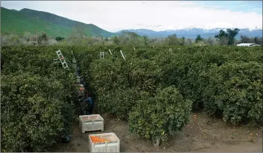  ?? RECORDER PHOTO ?? Federal funding has again been provided for the effort to fight citrus disease as part of the omnibus spending package.