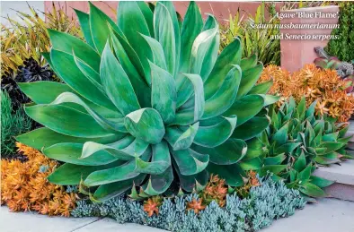  ??  ?? Agave ‘Blue Flame’, Sedum nussbaumer­ianum and Senecio serpens.