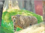  ?? FILE ?? A first batch of eight Cheetahs from Namibia and 12 from S Africa will be relocated to Kuno National Park in the coming month.