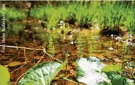  ??  ?? Die Eggstätt Hemhofer Seenplatte: Unbekannt aber wunderschö­n – hier die alte Moorlandsc­haft am Schloßsee bei Hemfurt.