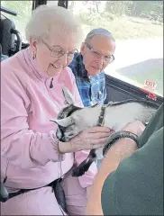  ?? COURTESY OF THE HERITAGE OF GREEN HILLS ?? Doris and Don Westley with a baby goat.