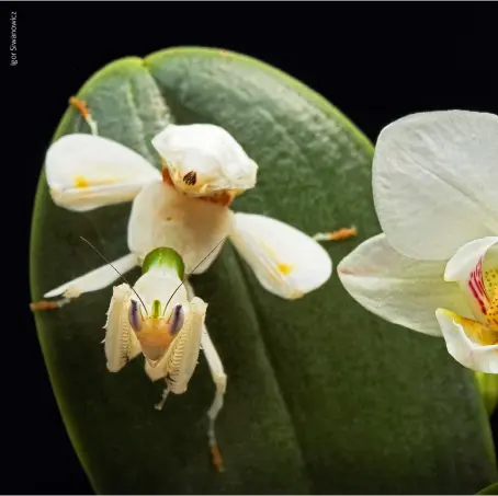 7 LA ESTRELLA DE BELÉN U ORQUÍDEA DE DARWIN ( ANGRAECUM SESQUIPEDALE) ES  UNA ORQUÍDEA DE MADAGASCAR QUE GUARDA SU NÉCTAR AL FONDO DE UN DELGADO TUBO  DE TREINTA CENTÍMETROS DE LARGO. - PressReader