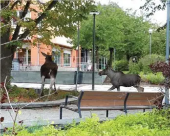  ??  ?? STRESSADE. En älgko och hennes kalv i Vallentuna Centrum på tisdagseft­ermiddagen.