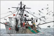  ?? ROBERT F. BUKATY, FILE/AP PHOTO ?? In this Jan. 6, 2012, photo, gulls follow a shrimp fishing boat as crewmen haul in their catch in the Gulf of Maine. The state’s historic shrimp industry is closed due to warming oceans, and people who formerly worked in it are grappling with the question of whether consumers will remember the seafood if it ever comes back.