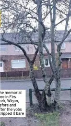  ??  ?? The memorial tree in Firs Park, Wigan, before and after the yobs stripped it bare