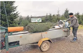  ??  ?? So wird der Weihnachts­baum in ein Netz gepackt, damit er besser transporti­ert werden kann.