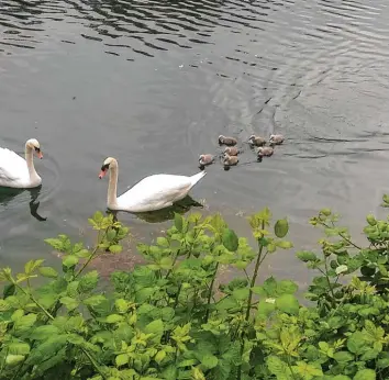  ?? Foto: Stefan Schopf ?? Vor einer Woche war die Schwanenfa­milie am Schwanense­e in Merching mit sieben Jungtieren noch komplett.
