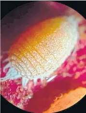  ?? ?? ABOVE
De-Bugs Organic Plus breaks down the wax of mealybugs.
