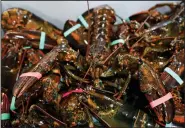  ?? (File Photo/AP/Robert F. Bukaty) ?? Lobsters harvested from the Gulf of Maine sit in a crate Nov. 18, 2020, at a shipping facility in Arundel, Maine.