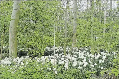  ?? MAUREEN GILMER TNS ?? Daffodils are ideal for naturalizi­ng, and in dry gardens, where they are dormant by summer.