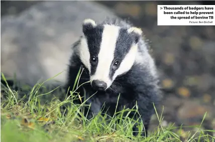  ?? Picture: Ben Birchall ?? Thousands of badgers have been culled to help prevent
the spread of bovine TB
