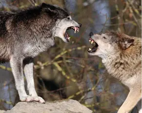  ??  ?? Mauled: A coroner said wolves attacked Miss Hollingwor­th