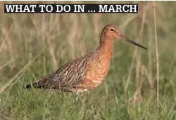  ?? ?? Some waders will be starting to obtain their summer dress in March, with Bar-tailed Godwit taking on a rich orange-red underneath.