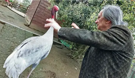  ??  ?? La danza Paolo Portoghesi, 86 anni compiuti lo scorso
2 di novembre, con uno degli animali che lui e la moglie Giovanna Massobrio, sposata nel 1971, ospitano nella casa di campagna di Calcata (Viterbo). Ci sono gru, cicogne, pavoni, muli: «Li abbiamo...