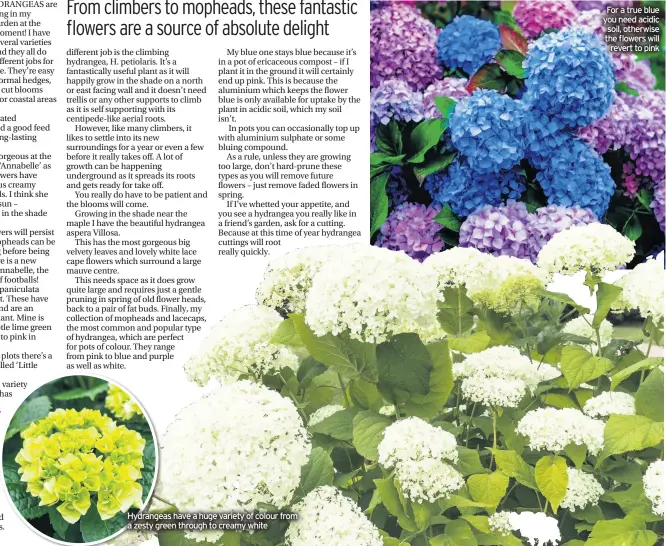  ??  ?? Hydrangeas have a huge variety of colour from a zesty green through to creamy white
For a true blue you need acidic soil, otherwise the flowers will revert to pink